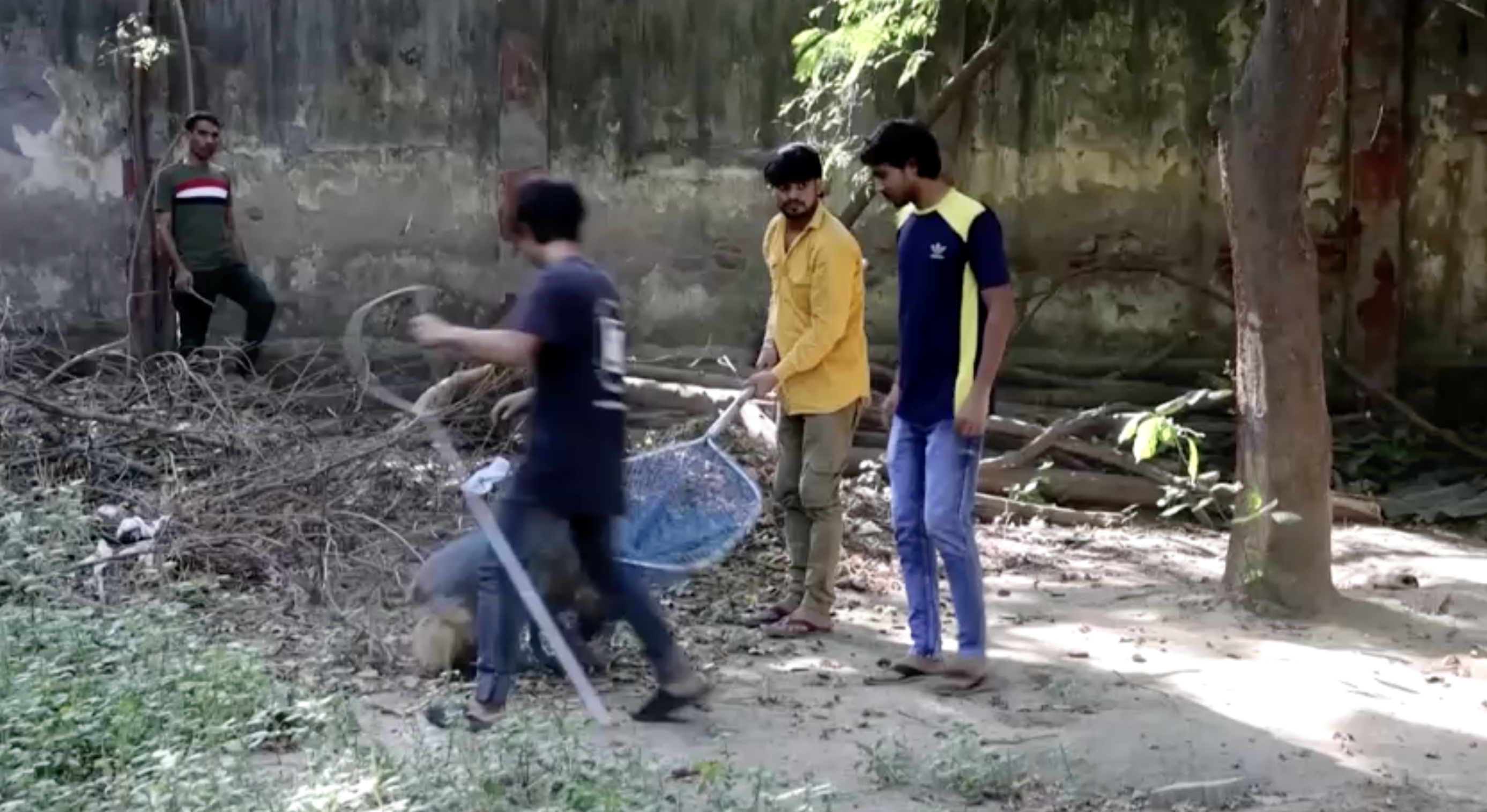 Dog catchers walking with net